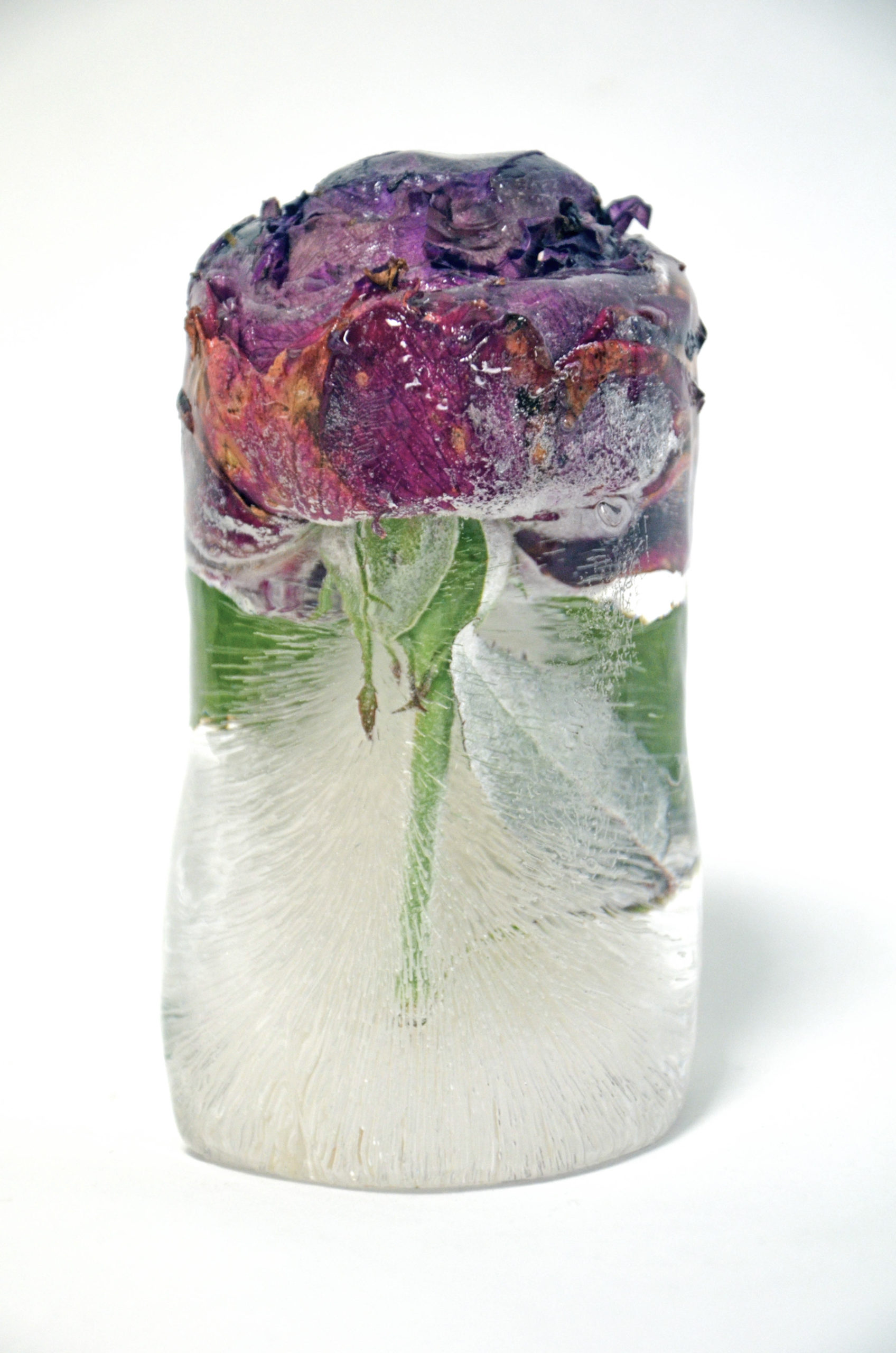 Glaçon fleuri, Semblable à une vitrine éphémère, la glace conserve la beauté de la fleur coupée.    Crucifié, le glaçon fond progressivement délivrant une coulée colorée, tel un saignement qui se dissipe à mesureque les fleurs se fanent.